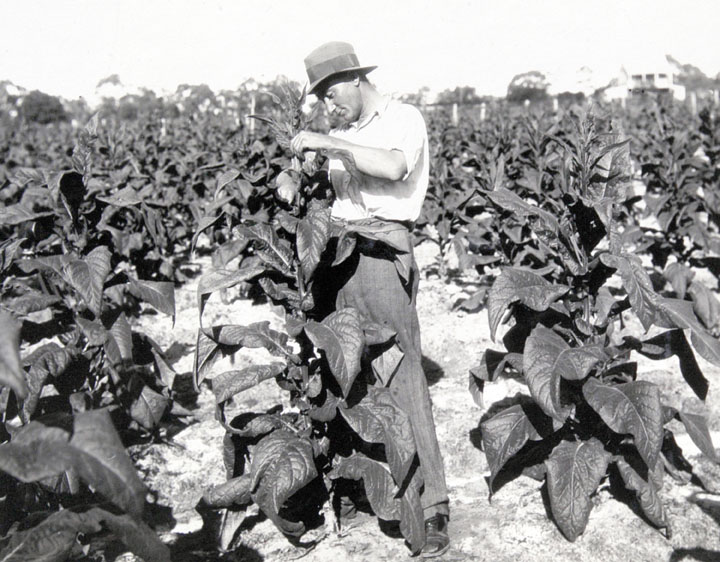 A tobacco plantation in Queensland, in 1933