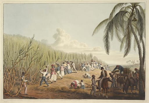 Sugar plantations denuded Barbados