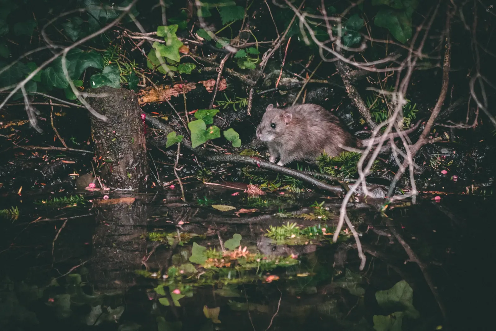 Rats is often blamed for origin of the Black Death