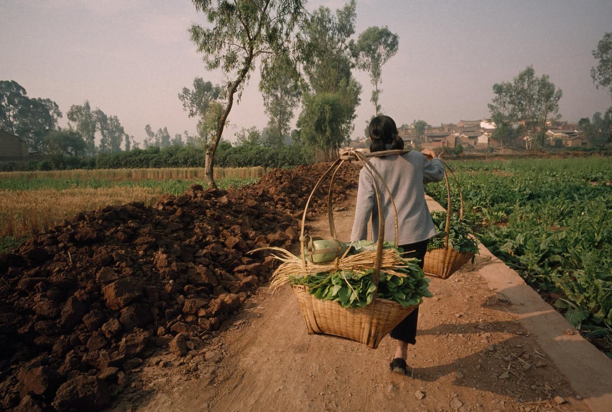 How Tobacco and Sweet Potatoes Shaped China