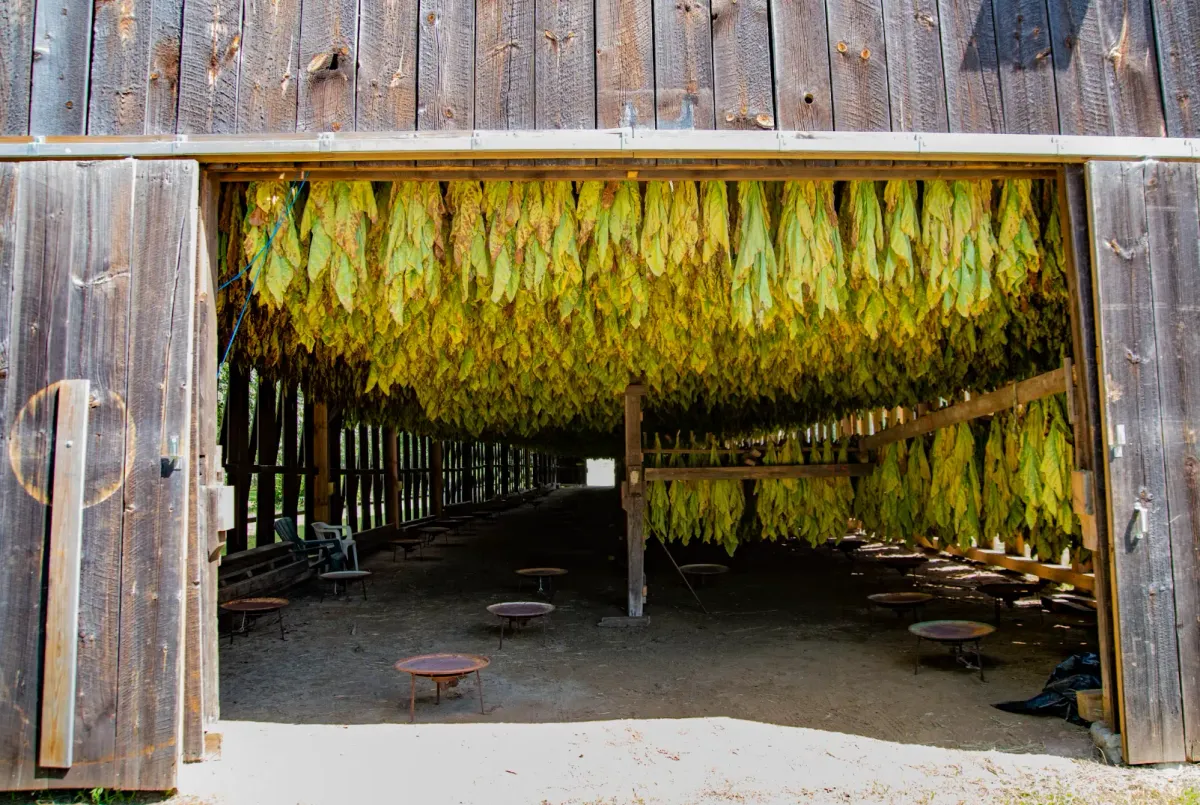 Drying tobacco